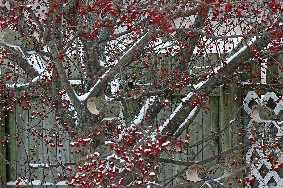Shelter tree