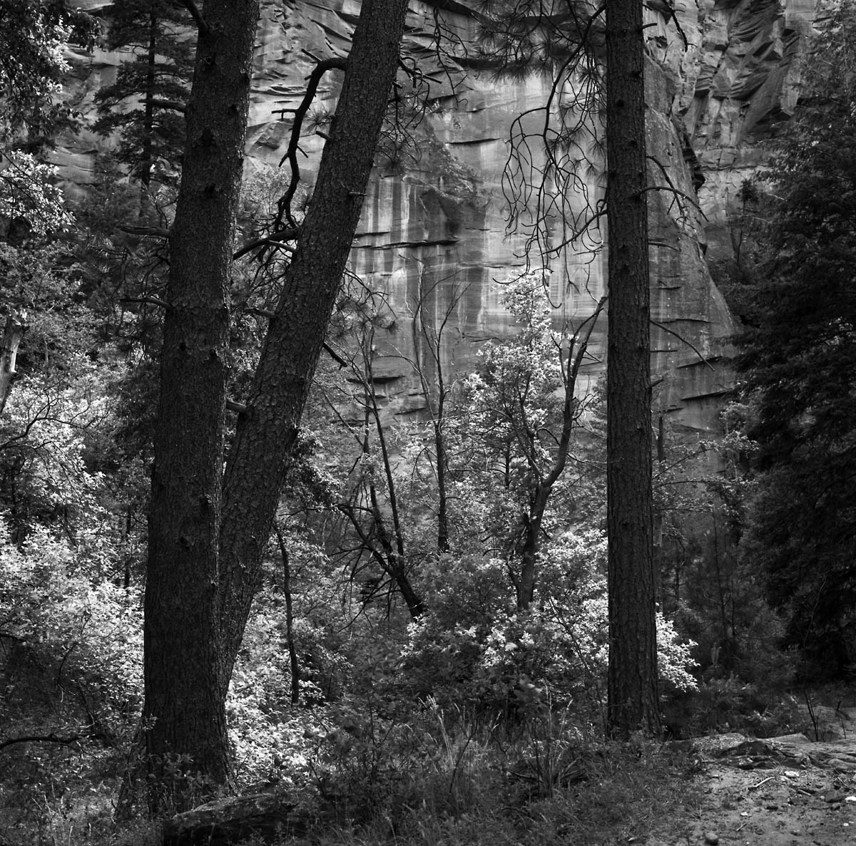 Trail side Oak Cr Canyon