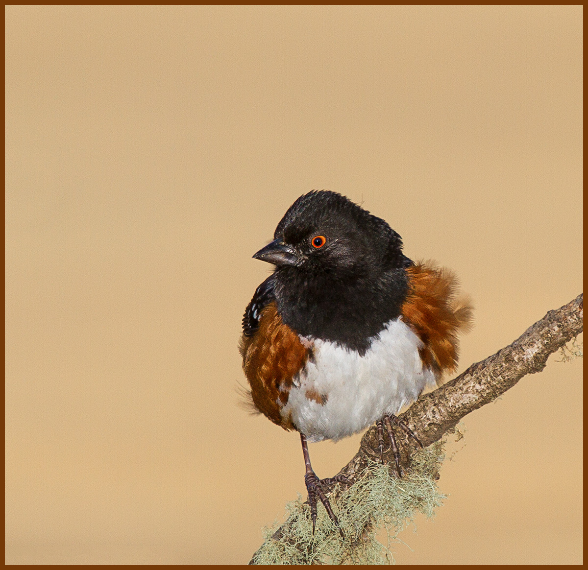 Ruffled Feathers