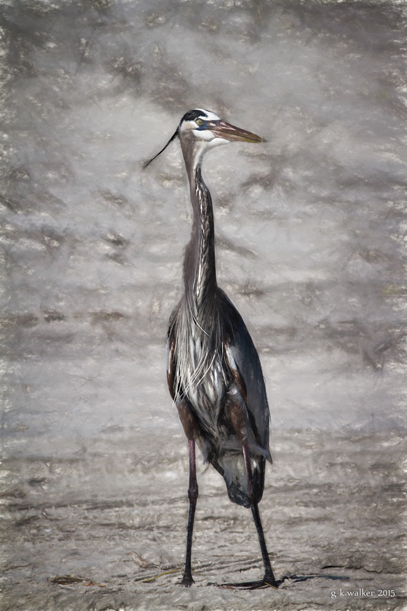 Heron in the Sand