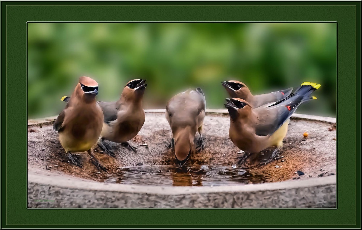 The Watering Hole