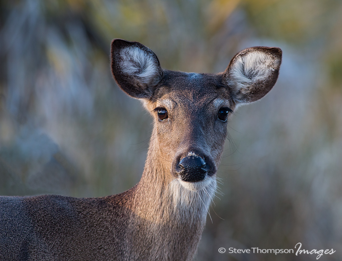 Young Deer Portrait