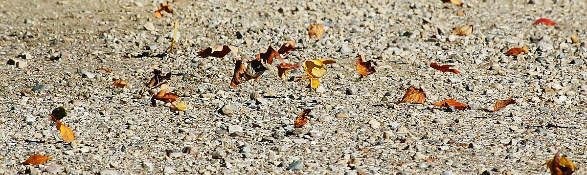 Blowing in the wind WC