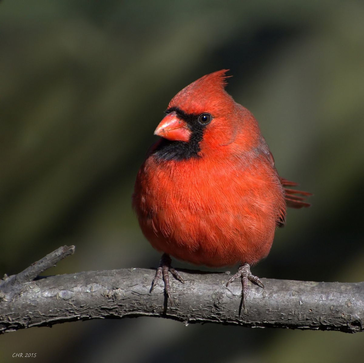 Northern Cardinal