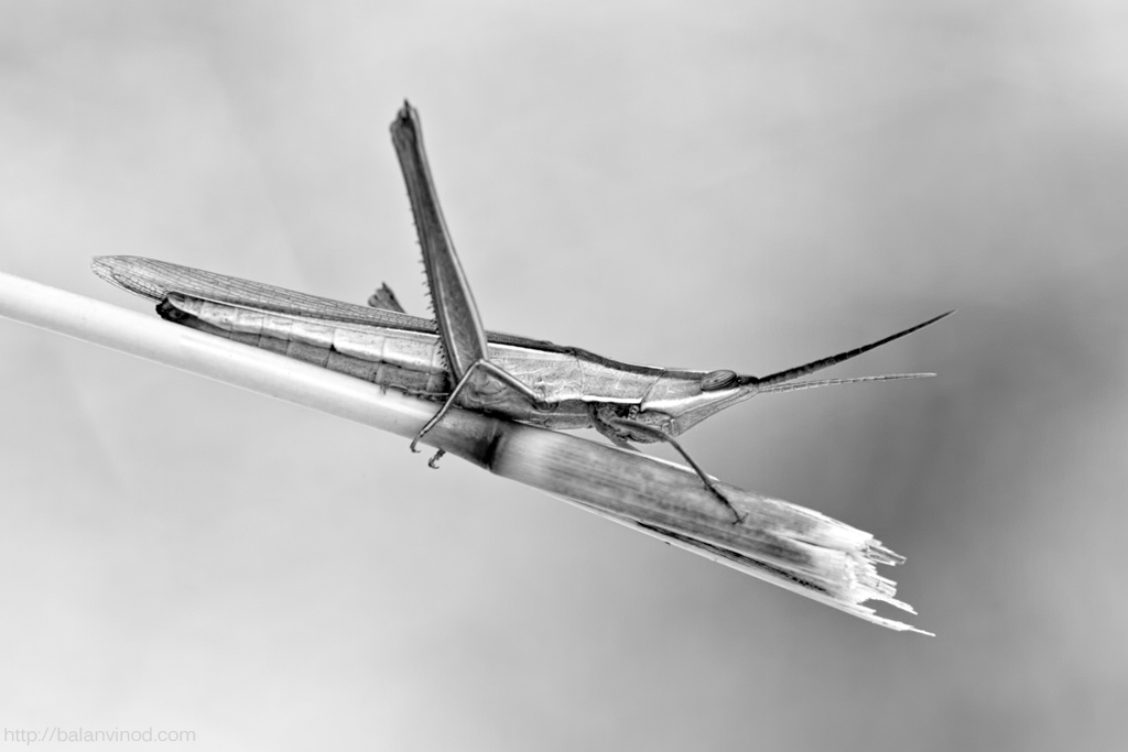 Experimental 