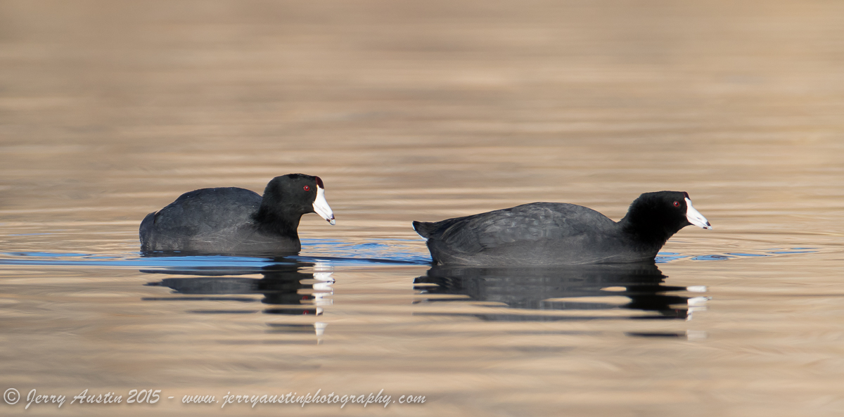 Courting Coots