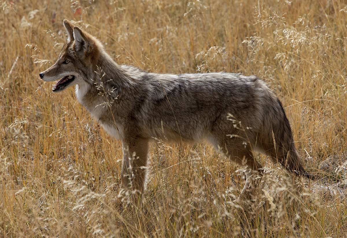 W.E. Coyote