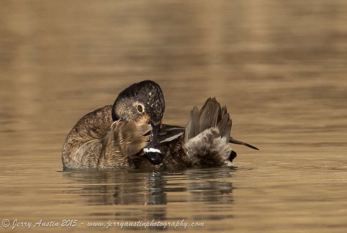 Duck Whisperer