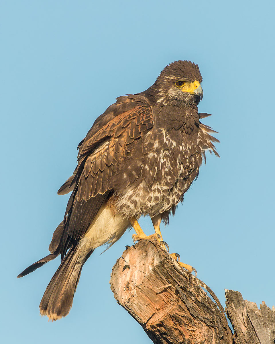 Juvie Hawk