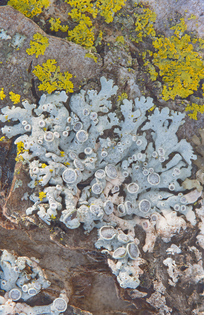 Tree Bark Micro-'Scape