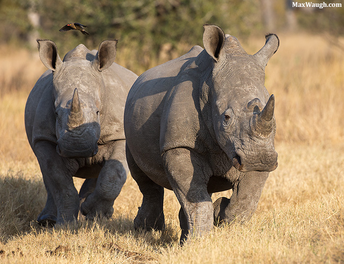 White Rhinos