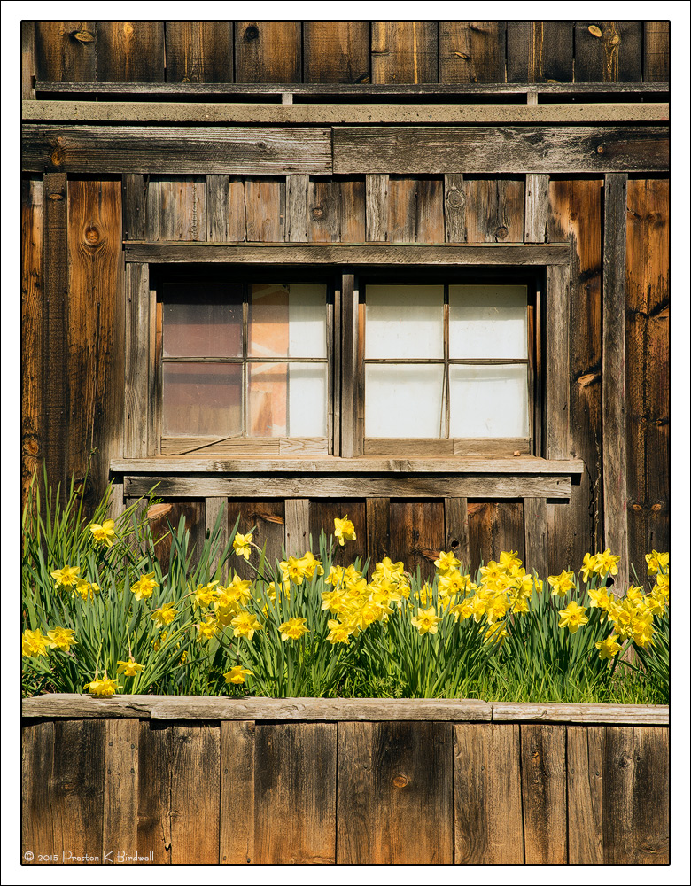 Daffodil Box + rp