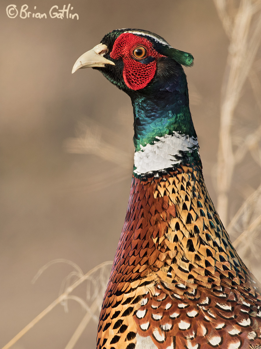 Pheasant Portrait