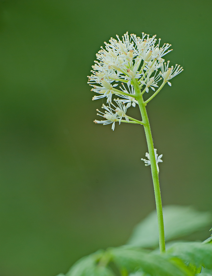 Baneberry