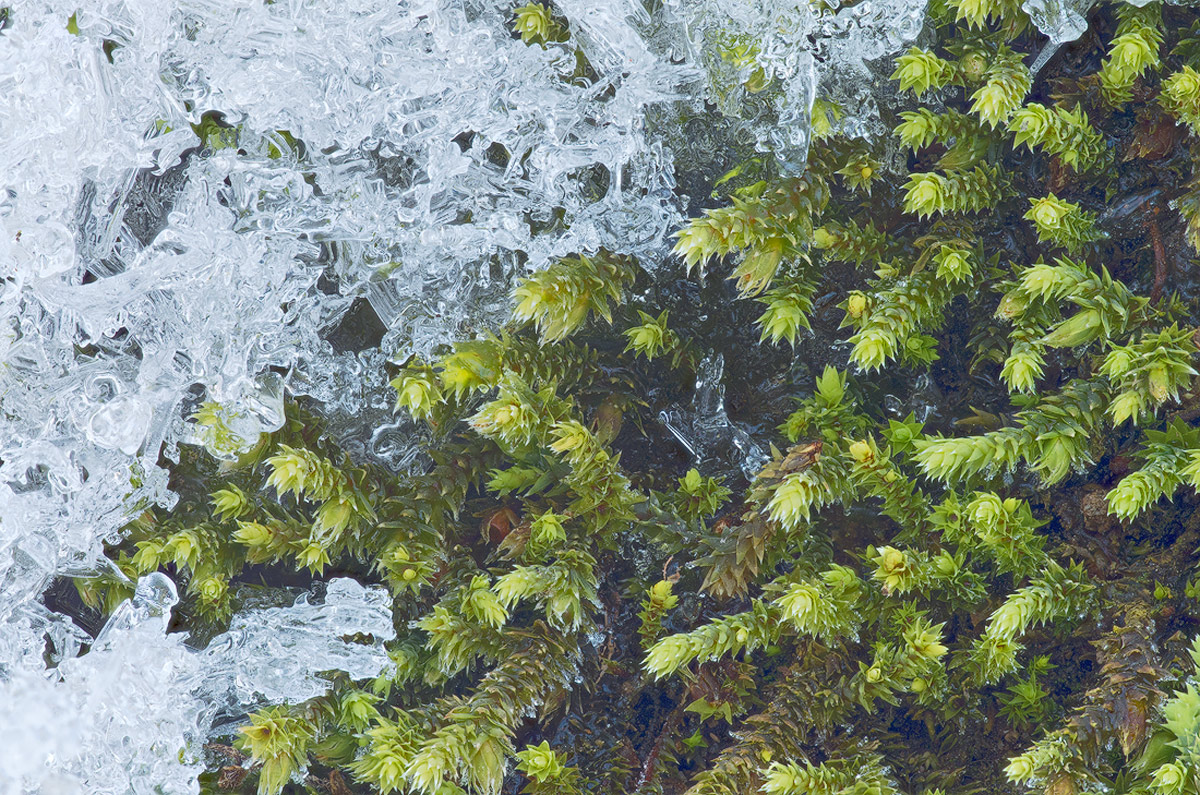 Battle Between Seasons