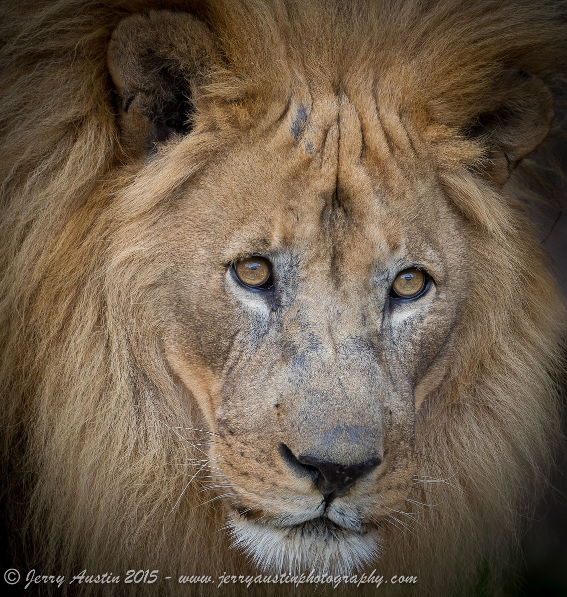 Eyes of the King