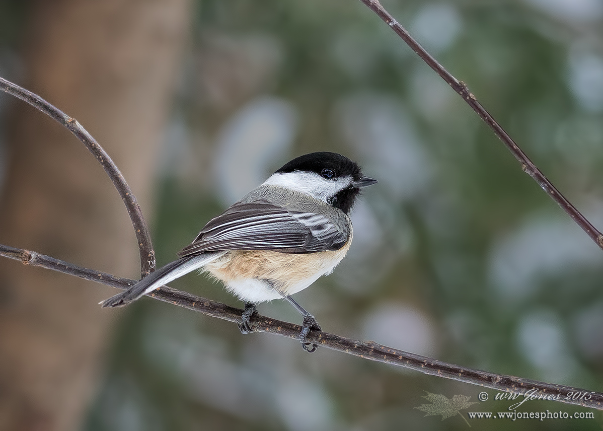 Black-capped Chickadee 3