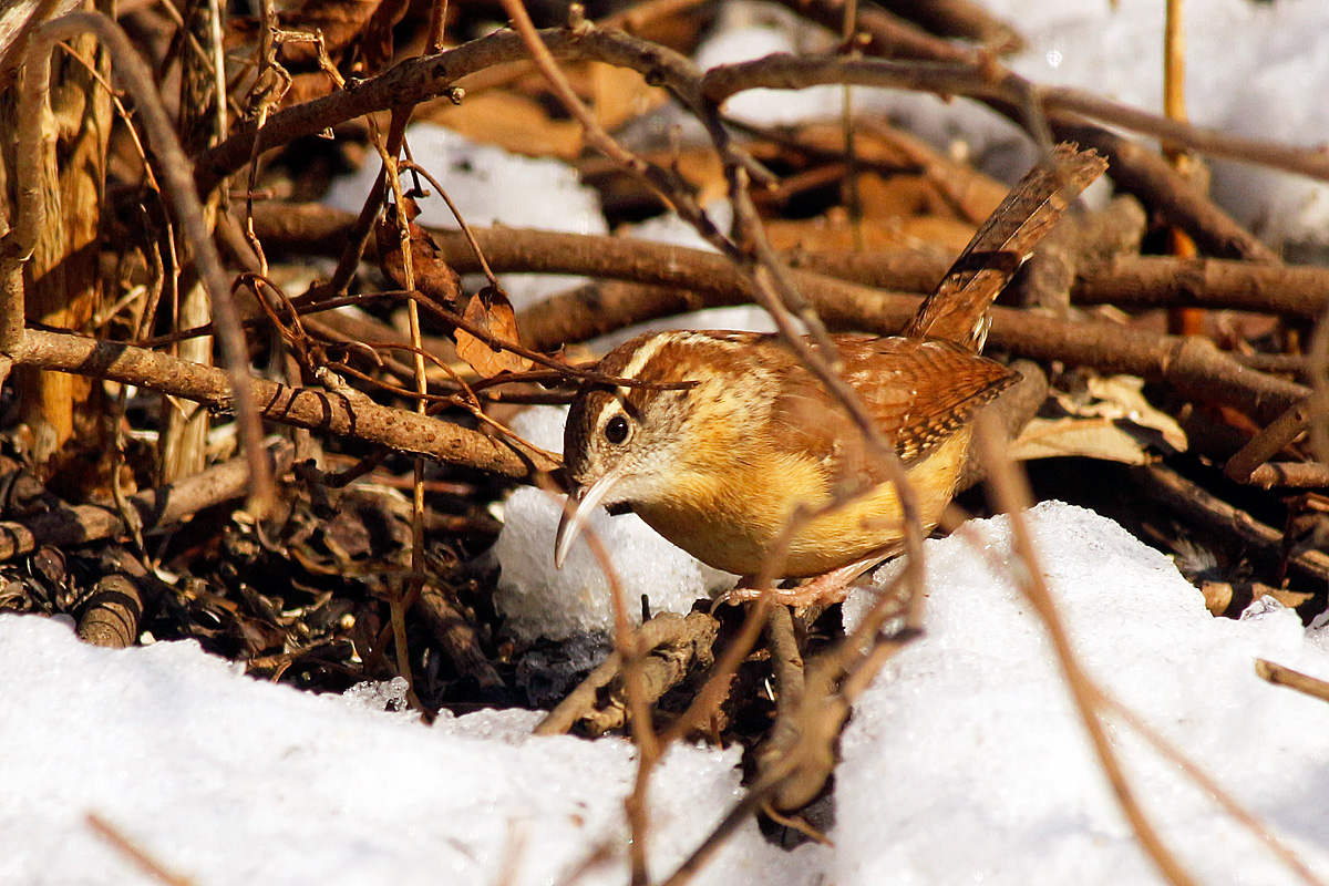 Carolina Wren