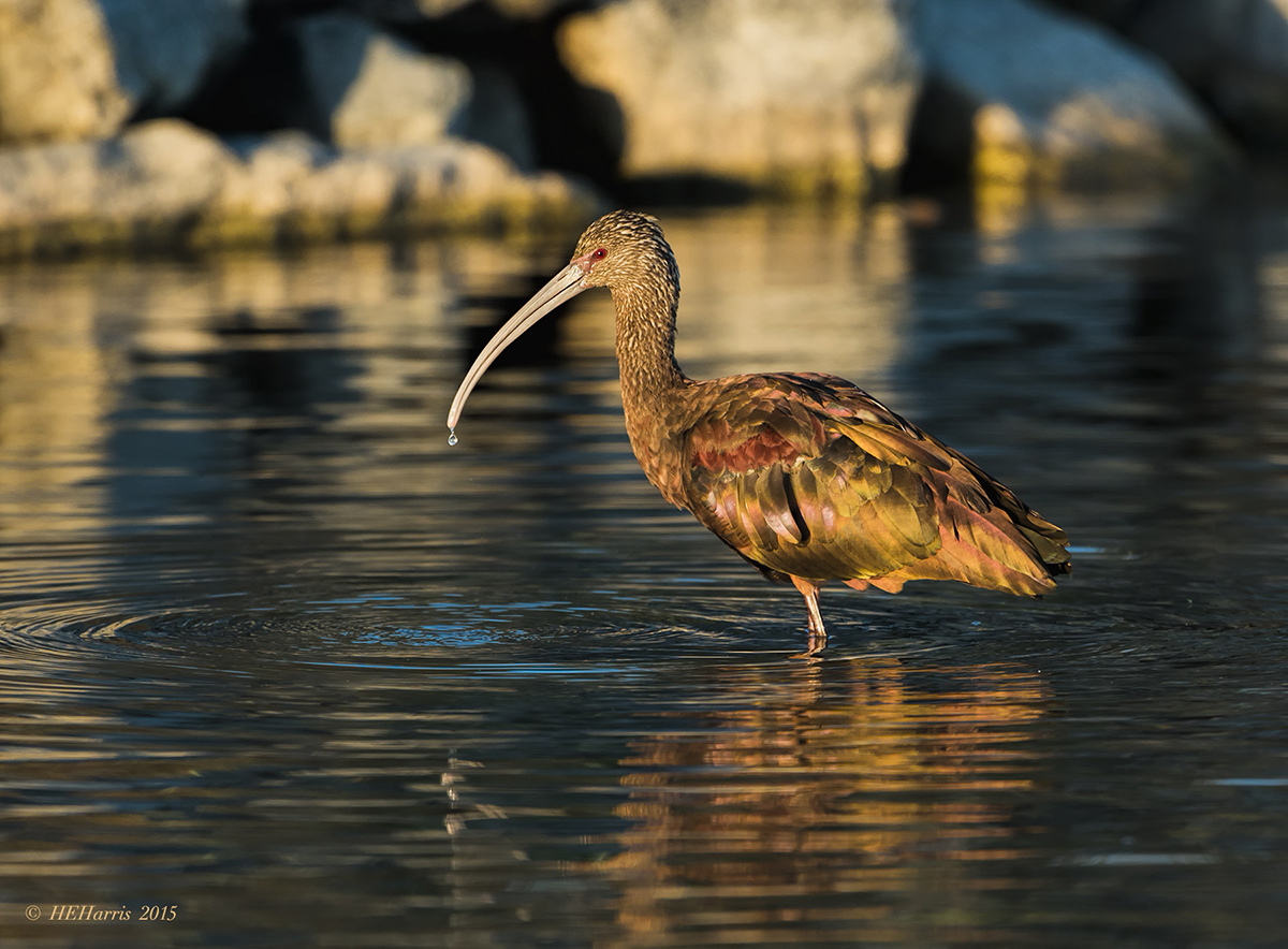 Ibis in the Morning