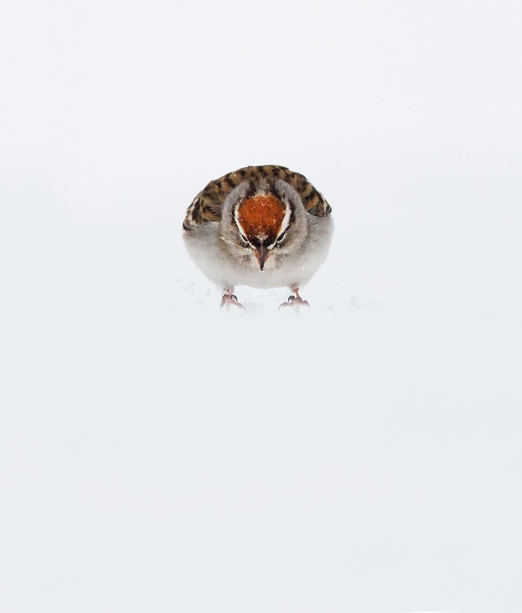 Sparrow Hop