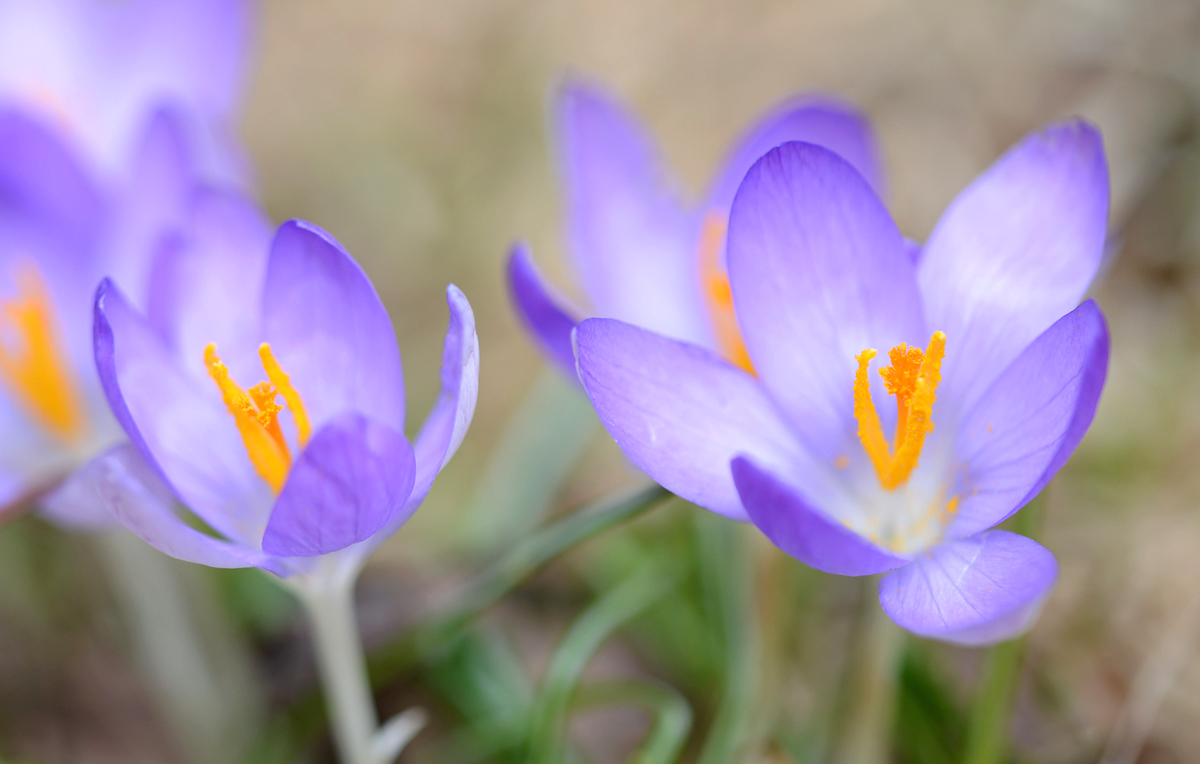 Crocus     2013