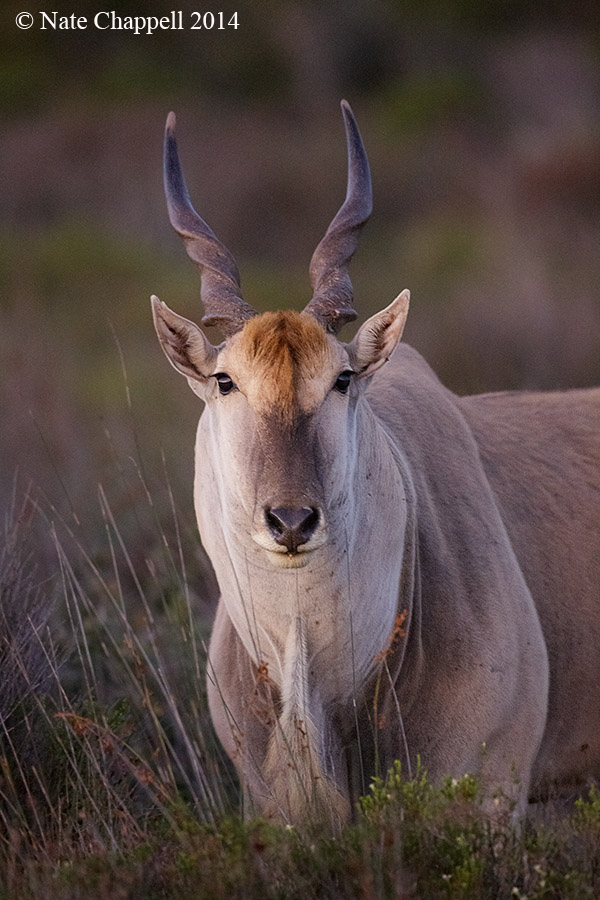Eland at iso 6400