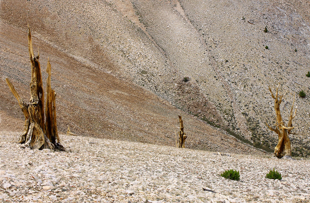 Bristlecones on the Edge