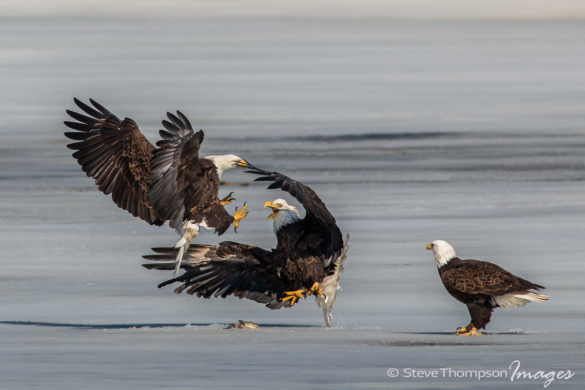 Good Eagle/Bad Eagle