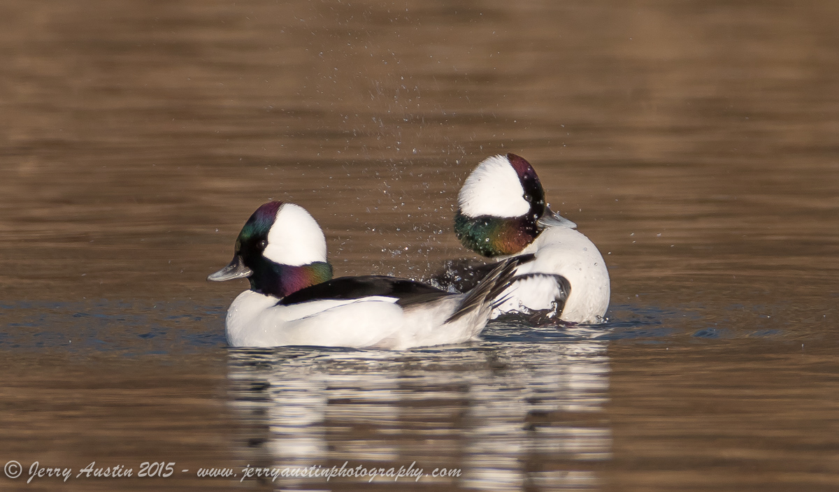 Bufflehead Duel