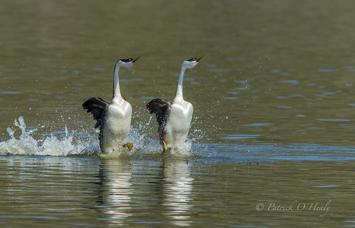 Clark's Grebes Rushing