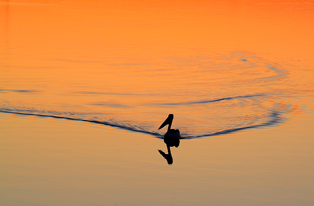 Wake