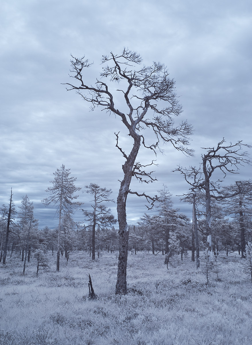 Tree skeletons