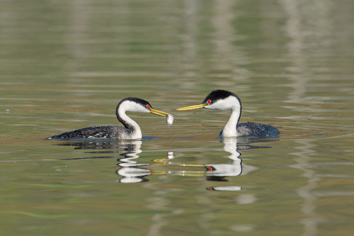 Western Grebes