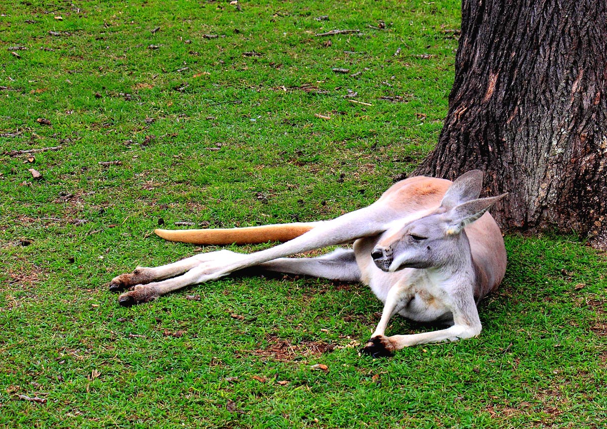 Roo