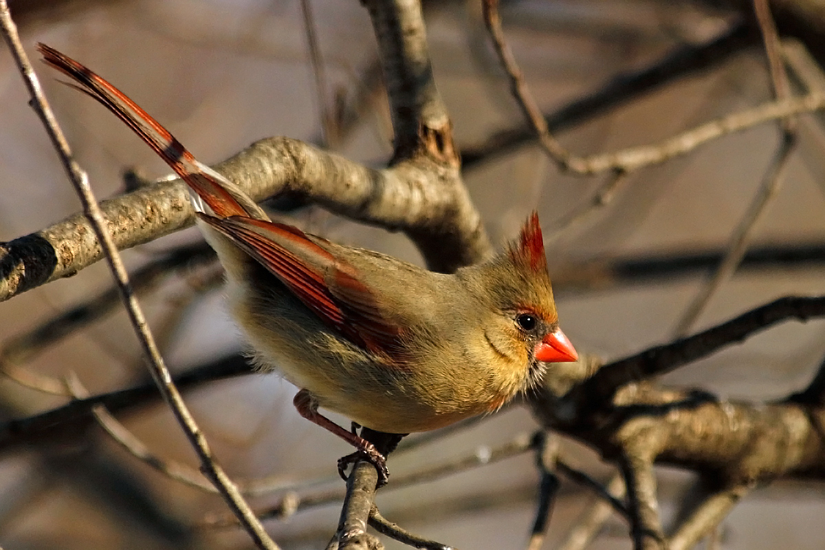 Female cardinal