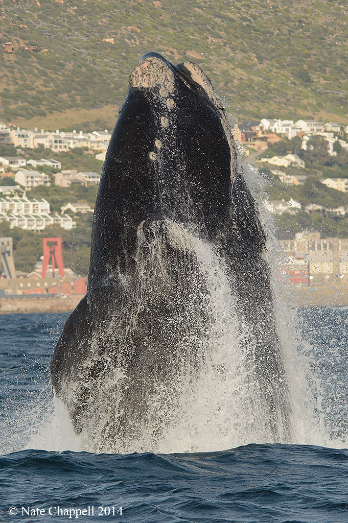 Southern Right Whale + Repost