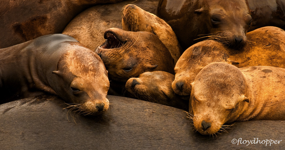 California Sea Lions 