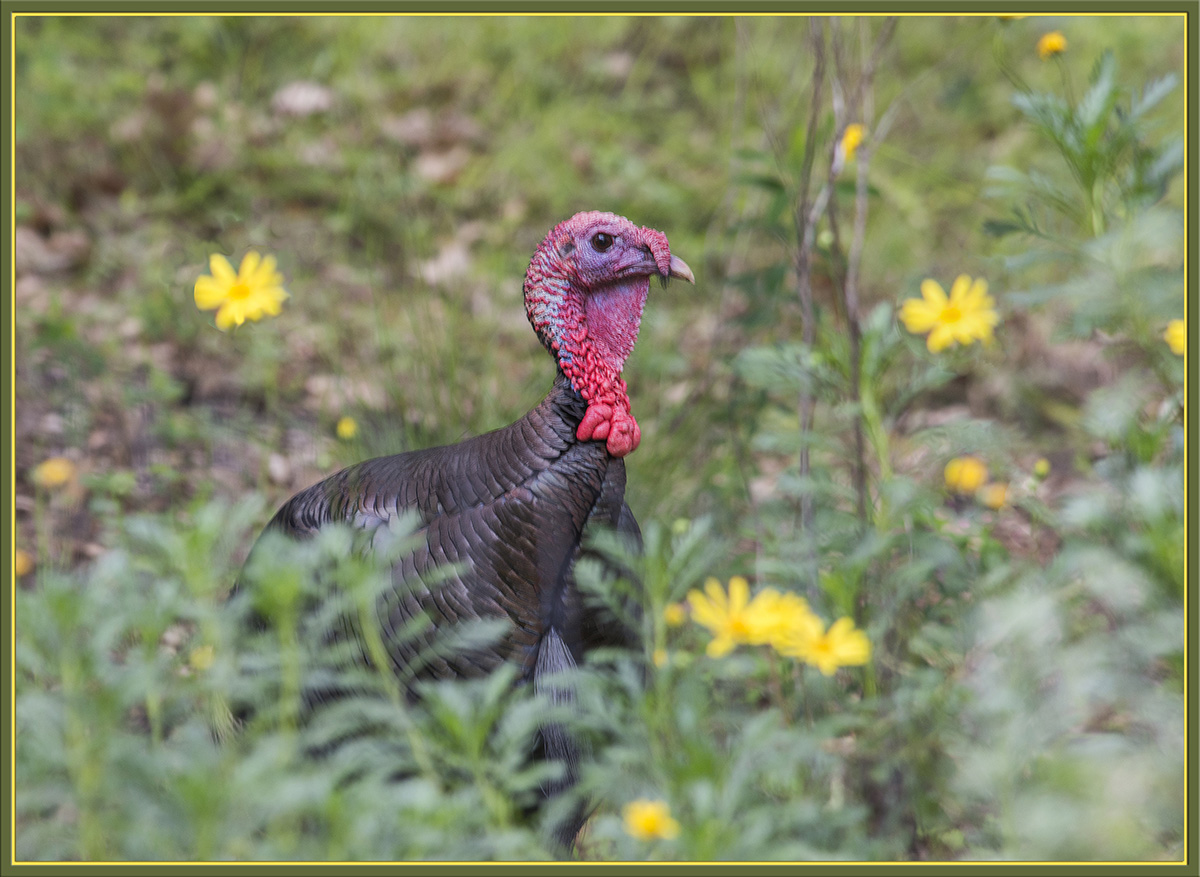 You TURKEY!
