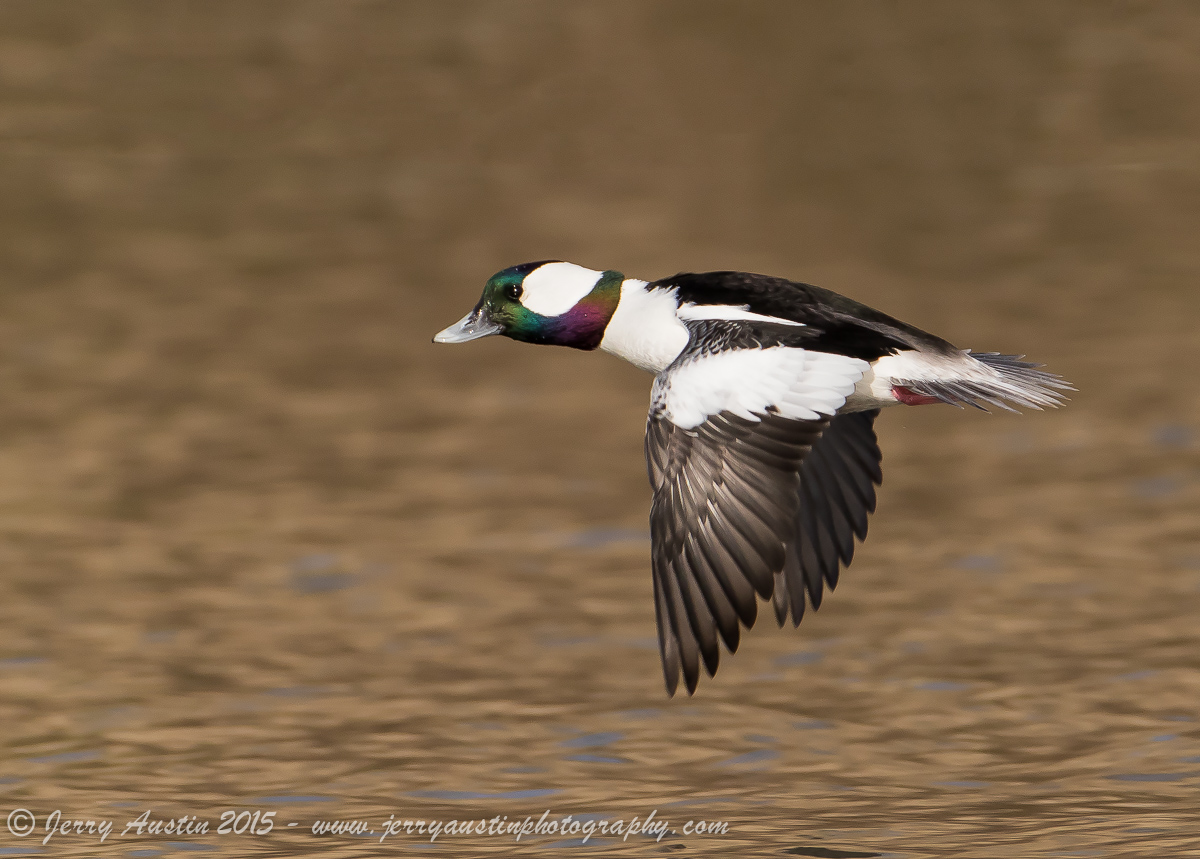 Bufflehead in Flight