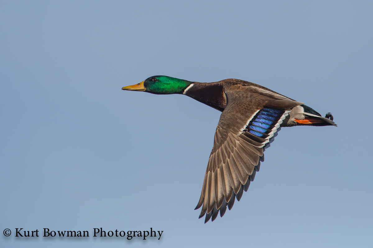 Mallard Drake