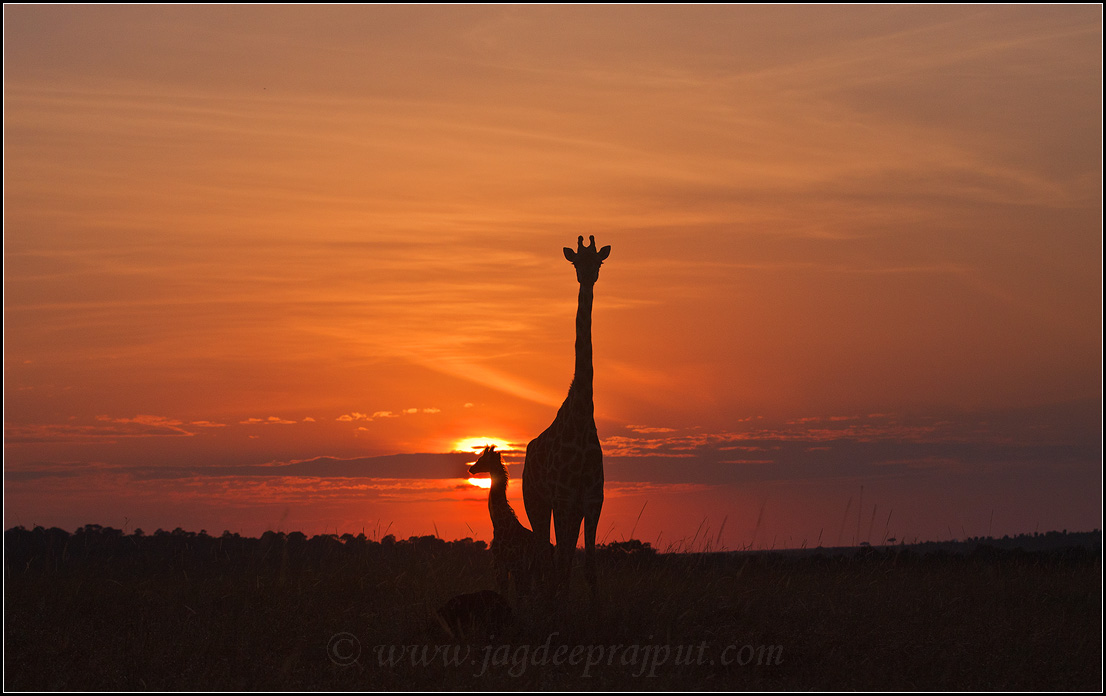 Giraffe & young one 