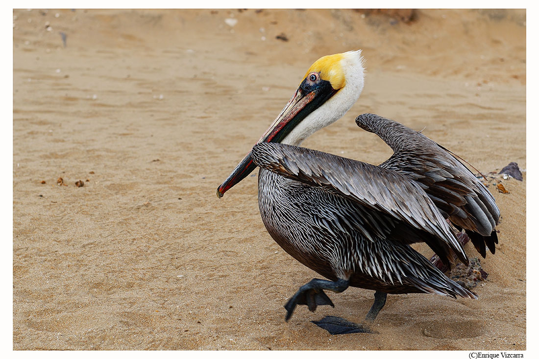 Pelican dancing