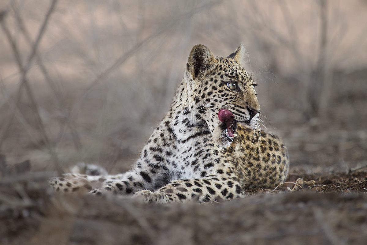 Young leopard w repost
