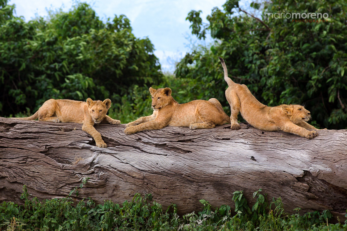 Three Cubs on a Tree
