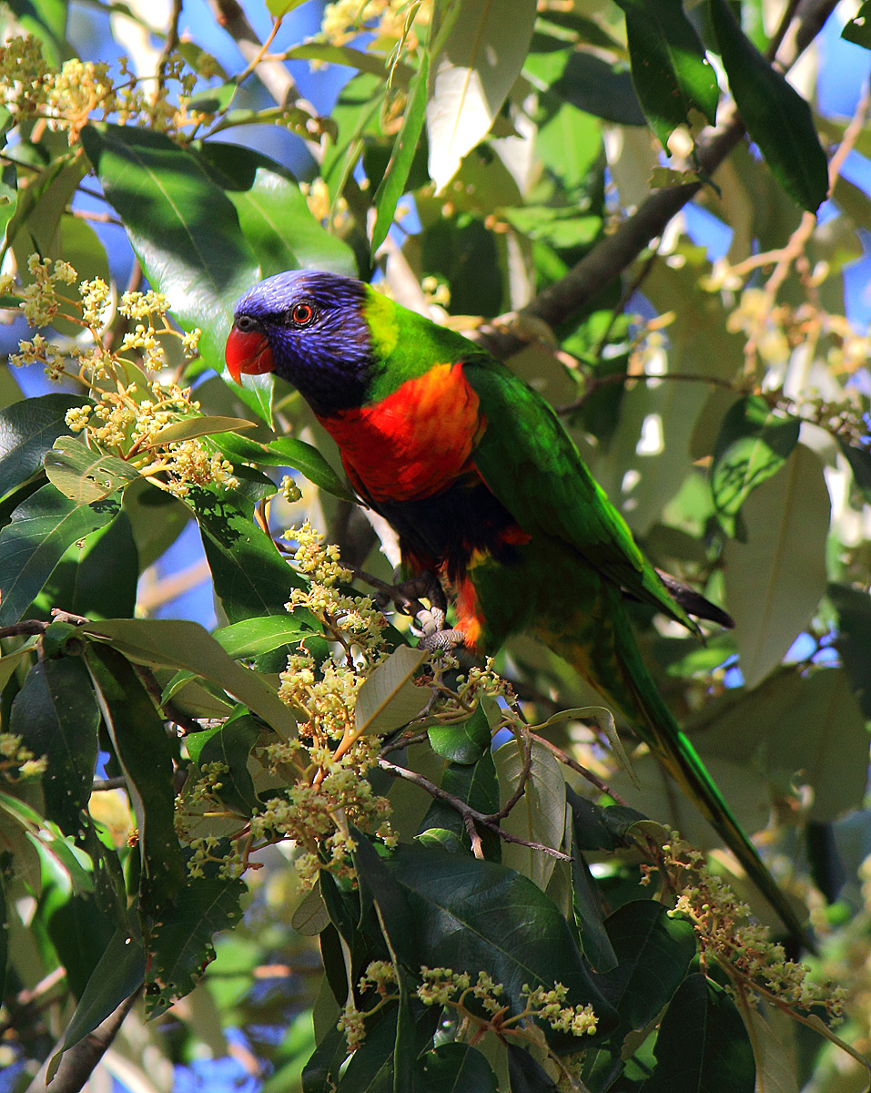 Rainbow Lorikeet