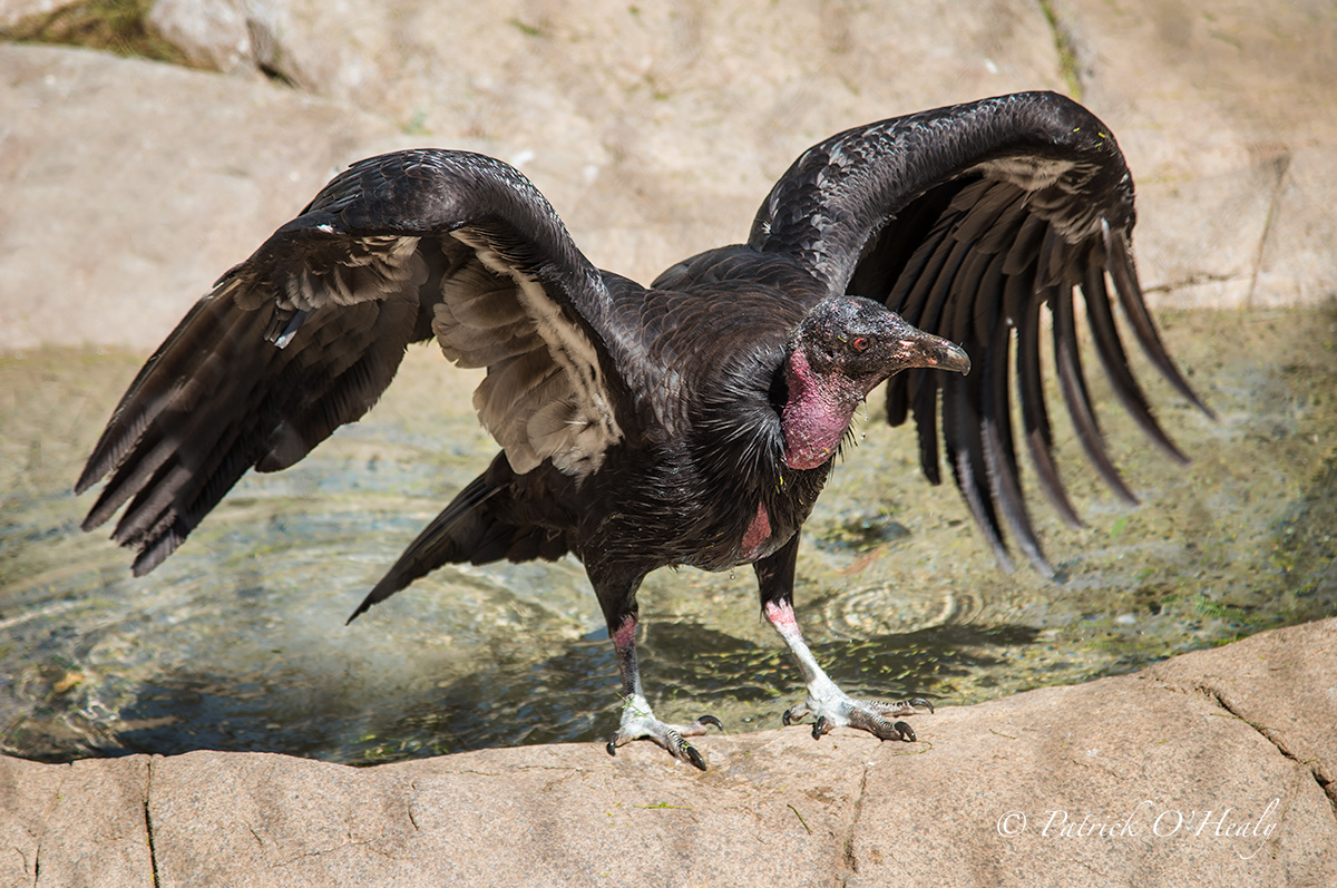 California Condor