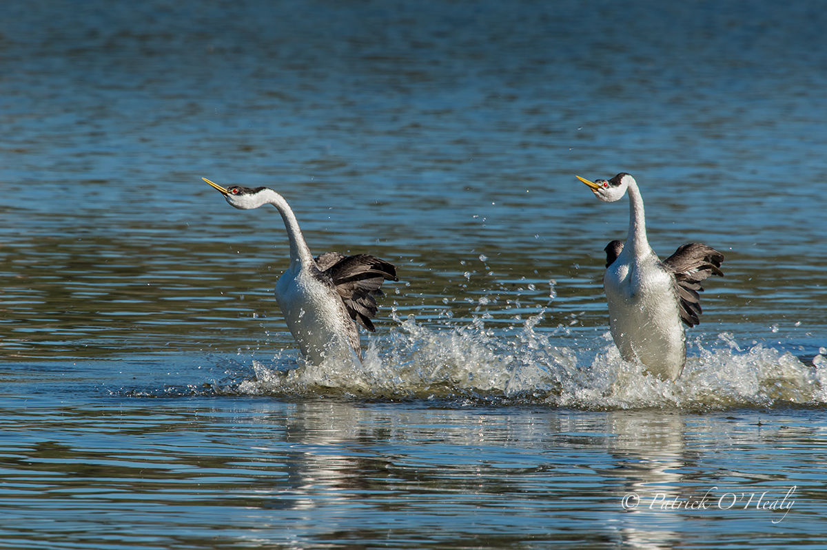 Western Grebes Rushing