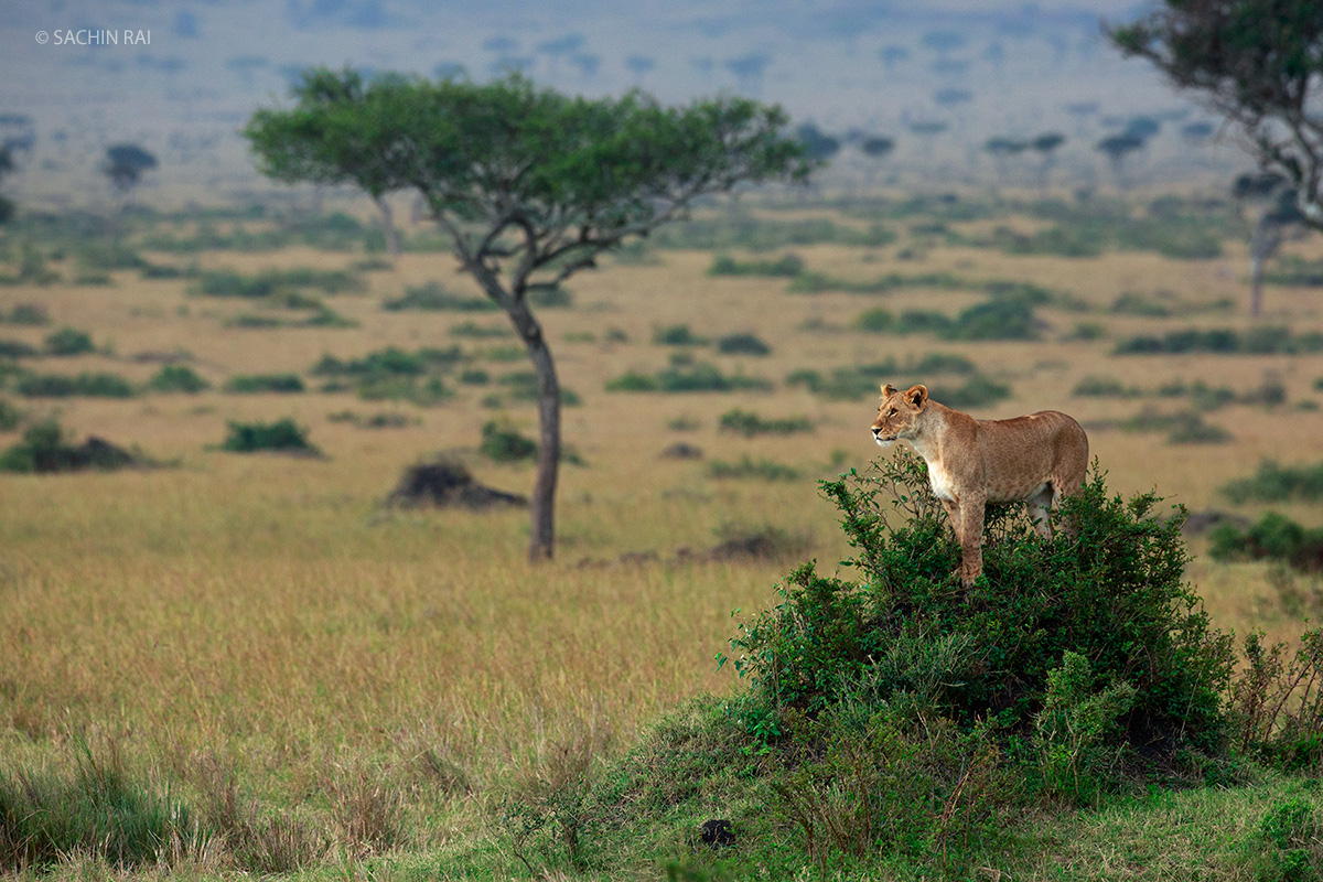Vantage Point