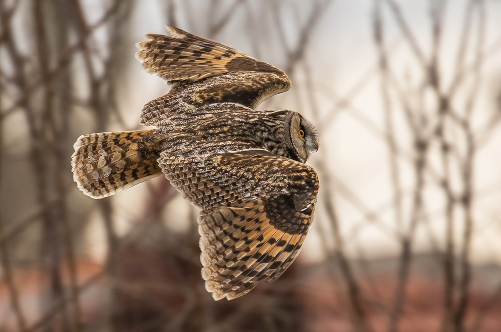 long eared
