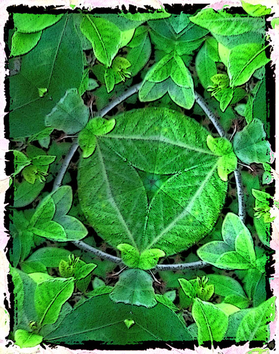 Day of the Green